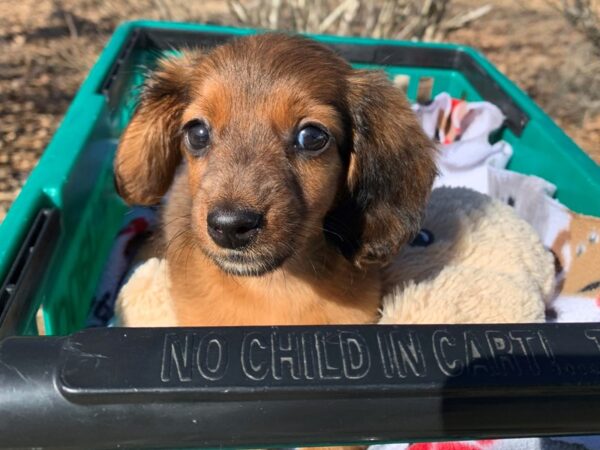 Dachshund DOG Female Brown 6745 Petland Montgomery, Alabama