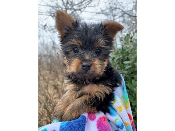 Yorkshire Terrier DOG Female Black/Tan 6761 Petland Montgomery, Alabama