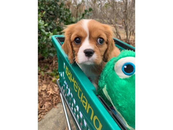 Cavalier King Charles Spaniel DOG Female Blenheim 6758 Petland Montgomery, Alabama