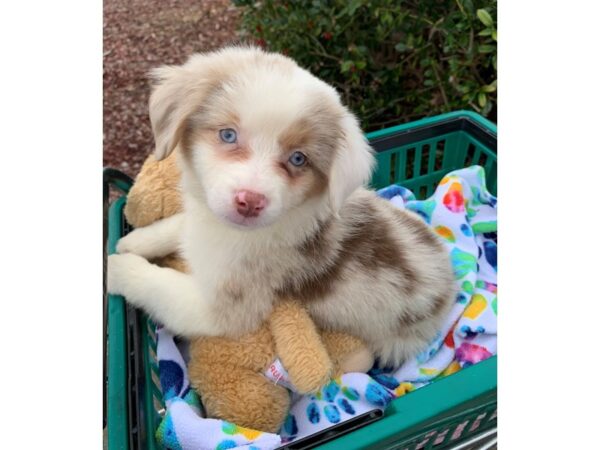 Miniature Australian Shepherd DOG Female Red Merle 6759 Petland Montgomery, Alabama