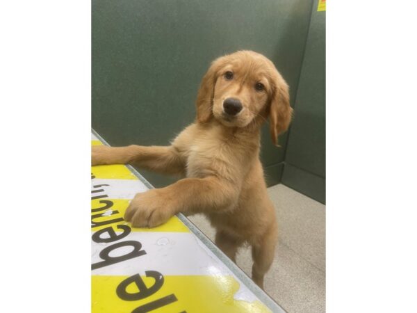 Golden Retriever DOG Female Golden 6763 Petland Montgomery, Alabama