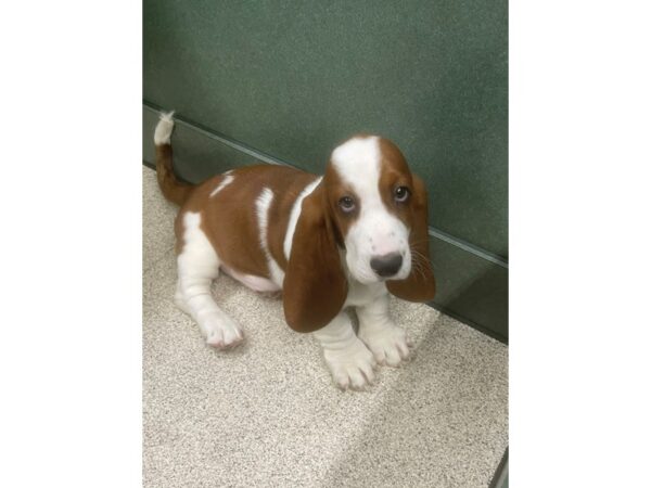 Basset Hound DOG Female Red / White 6766 Petland Montgomery, Alabama