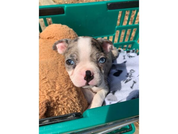 Boston Terrier DOG Female Blue Merle 6765 Petland Montgomery, Alabama