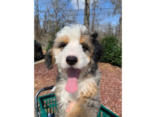 Bernadoodle Mini-DOG-Female-Merle-6767-Petland Montgomery, Alabama