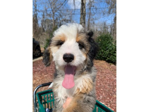 Bernadoodle Mini DOG Female Merle 6767 Petland Montgomery, Alabama