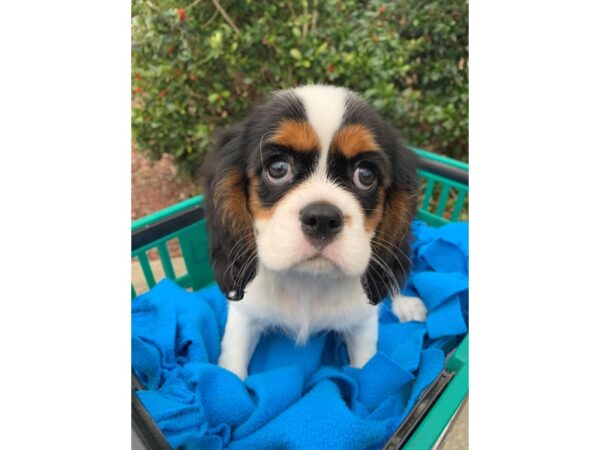 Cavalier King Charles Spaniel DOG Female TRI 6770 Petland Montgomery, Alabama