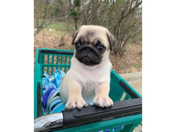 Pug DOG Male FAWN 6772 Petland Montgomery, Alabama