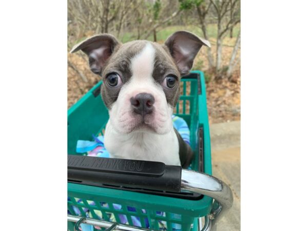 Boston Terrier DOG Male Blue / White 6768 Petland Montgomery, Alabama