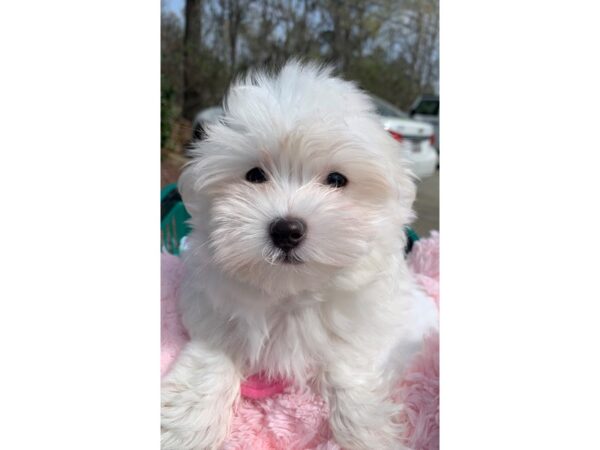 Maltese DOG Female White 6771 Petland Montgomery, Alabama