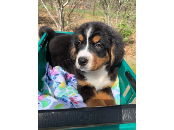 Bernese Mountain Dog DOG Female Tri-Colored 6764 Petland Montgomery, Alabama