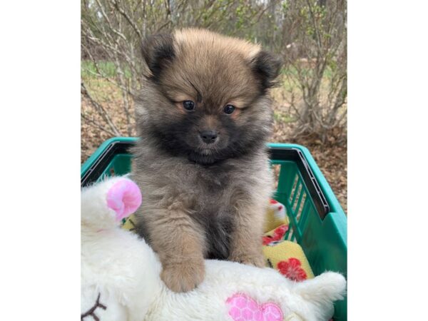 Pomeranian-DOG-Female-Sable-6777-Petland Montgomery, Alabama