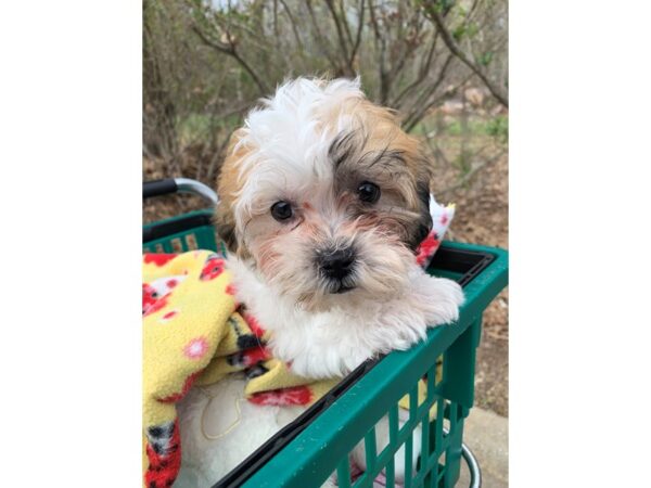 Teddy Bear-DOG-Female-TRI-6779-Petland Montgomery, Alabama