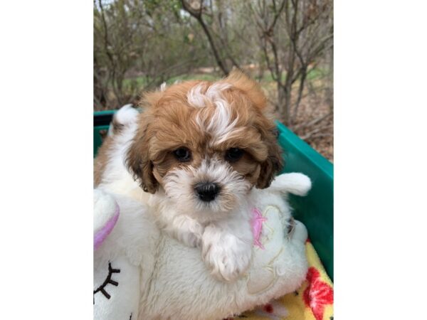 Teddy Bear-DOG-Female--6776-Petland Montgomery, Alabama