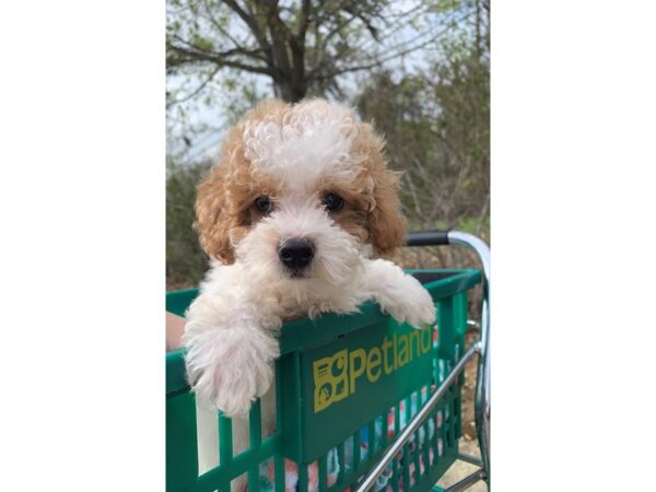 Poodle Mini DOG Male Red / White 6775 Petland Montgomery, Alabama