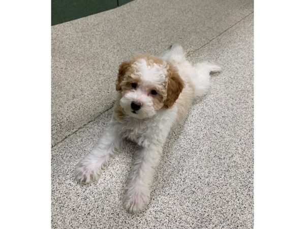 Poodle Mini DOG Female Red / White 6774 Petland Montgomery, Alabama