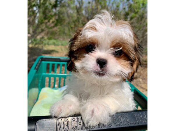 Shih Poo-DOG-Female-TRI-6784-Petland Montgomery, Alabama