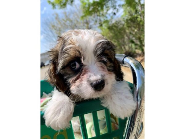 Cavachon DOG Female TRI 6787 Petland Montgomery, Alabama