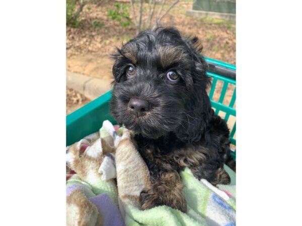 Cockapoo DOG Male Black w/ brown 6788 Petland Montgomery, Alabama