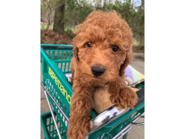 Miniature Poodle DOG Male RED 6785 Petland Montgomery, Alabama