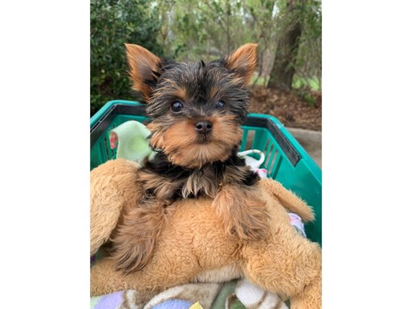 Yorkshire Terrier DOG Female Black / Tan 6783 Petland Montgomery, Alabama