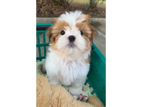 Shih Tzu DOG Female Brown / White 6782 Petland Montgomery, Alabama