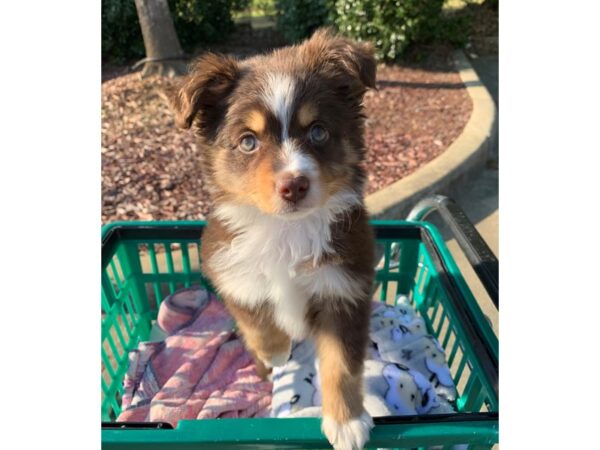 Mini Australian Shepherd DOG Female Red Tri 6793 Petland Montgomery, Alabama