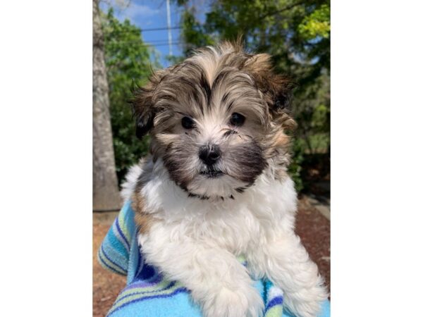 Maltipoo DOG Male Brown and White 6789 Petland Montgomery, Alabama