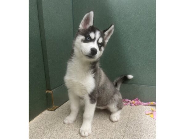 Siberian Husky DOG Female Black / White 6791 Petland Montgomery, Alabama