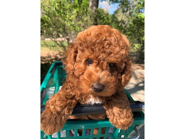 Poodle Toy-DOG-Male-Red-6792-Petland Montgomery, Alabama