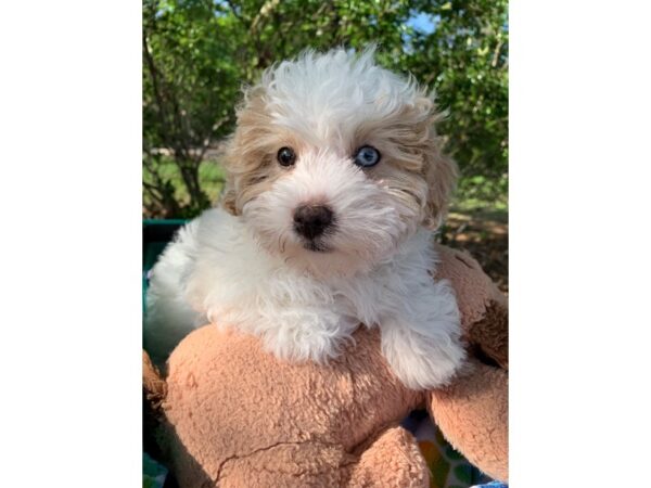 Maltipoo Dog Female Tan/White 6799 Petland Montgomery, Alabama