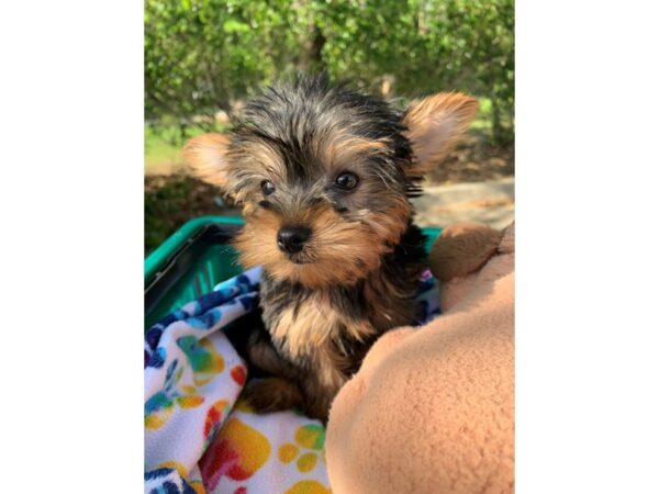 Yorkshire Terrier DOG Female Black/Tan 6797 Petland Montgomery, Alabama