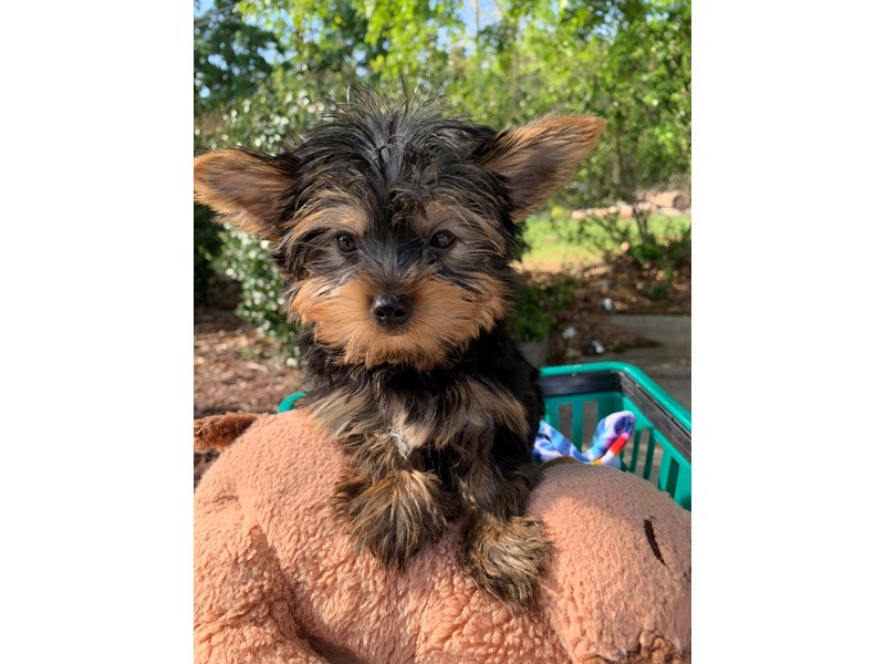 Yorkshire Terrier-Male-Black/Tan-4072309-Petland Montgomery