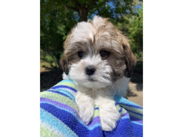 Teddy Bear DOG Male Brown / White 6795 Petland Montgomery, Alabama