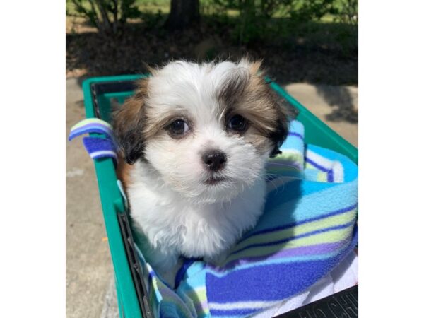 Teddy Bear DOG Female Brown / White 6796 Petland Montgomery, Alabama