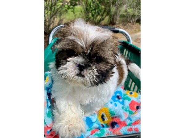 Shih Tzu-DOG-Female-Brown Tan / Black-6800-Petland Montgomery, Alabama