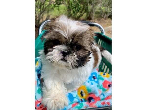 Shih Tzu DOG Female Brown Tan / Black 6800 Petland Montgomery, Alabama