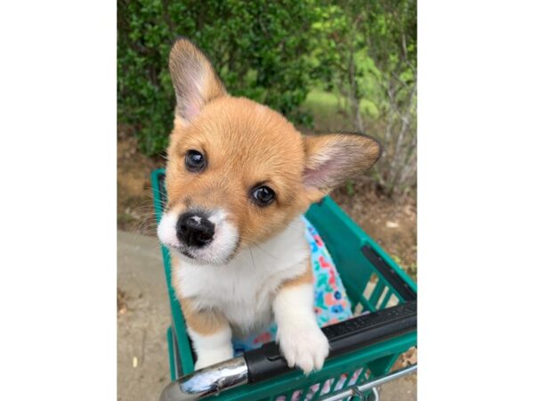 Pembroke Welsh Corgi DOG Female Sable / White 6802 Petland Montgomery, Alabama