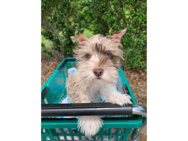Miniature Schnauzer-DOG-Female-Chocolate Merle-6804-Petland Montgomery, Alabama