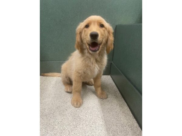 Golden Retriever-DOG-Female--6801-Petland Montgomery, Alabama