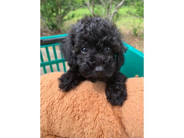 Miniature Poodle DOG Male Black 6811 Petland Montgomery, Alabama