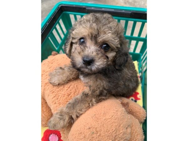 Miniature Poodle DOG Female Brown Brindle 6810 Petland Montgomery, Alabama