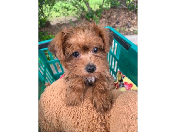 Morkie-DOG-Female-Sable-6806-Petland Montgomery, Alabama