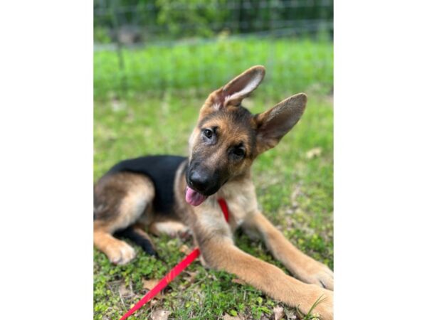 German Shepherd Dog-DOG-Male-Black / Tan-6790-Petland Montgomery, Alabama