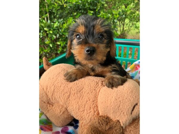 Yorkshire Terrier Dog Female Black / Tan 6805 Petland Montgomery, Alabama