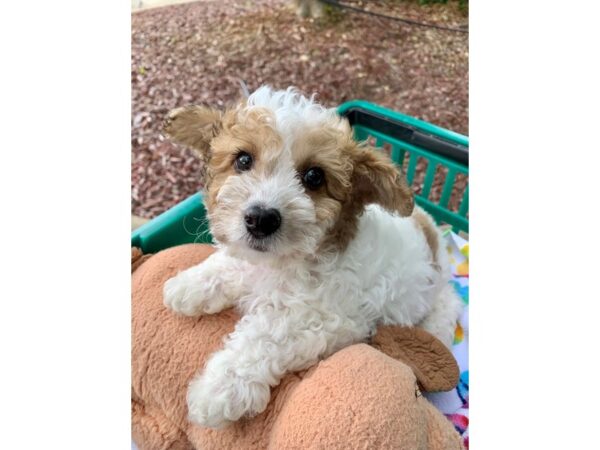 Miniature Poodle-Dog-Male-Brown and White-6809-Petland Montgomery, Alabama