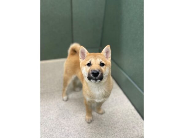 Shiba Inu-Dog-Female-Red Sesame-6808-Petland Montgomery, Alabama