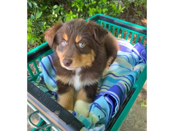 Miniature Australian Shepherd Dog Female Red Tri-Color 6826 Petland Montgomery, Alabama