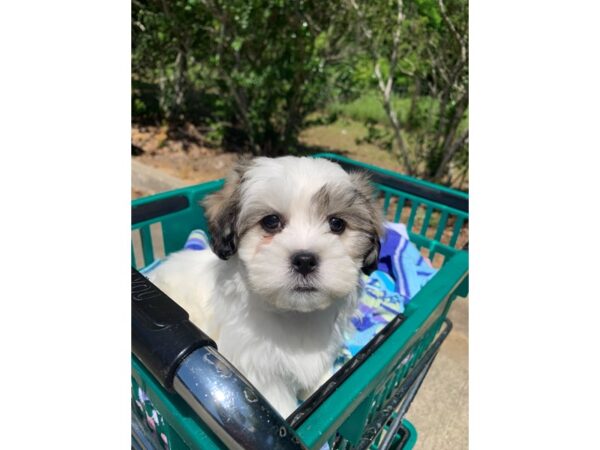 Teddy Bear DOG Female White w/black and brown 6823 Petland Montgomery, Alabama