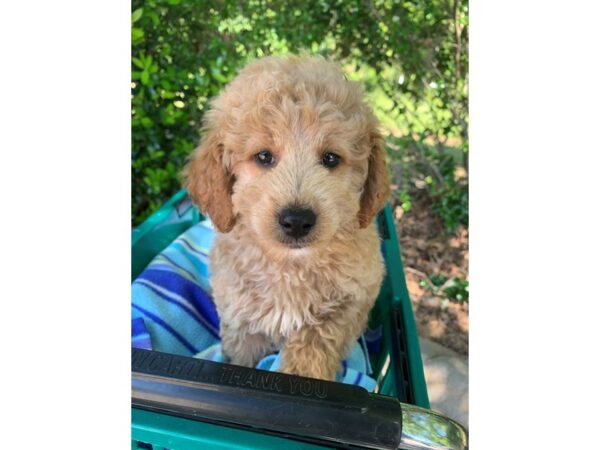 2nd Generation Mini Goldendoodle DOG Male Golden 6825 Petland Montgomery, Alabama