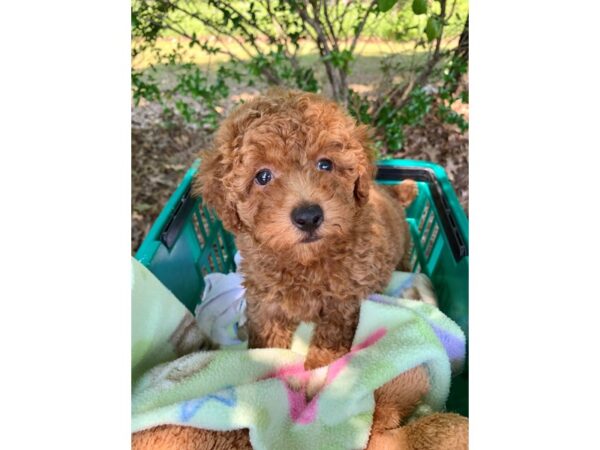 Poodle Mini DOG Male Red 6816 Petland Montgomery, Alabama